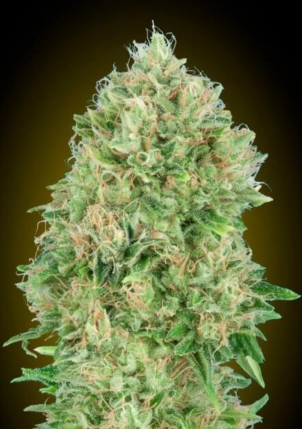 Pineapple Glue Feminized by Advanced Seeds