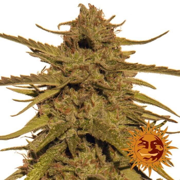 Pineapple Haze Regular by Barneys Farm