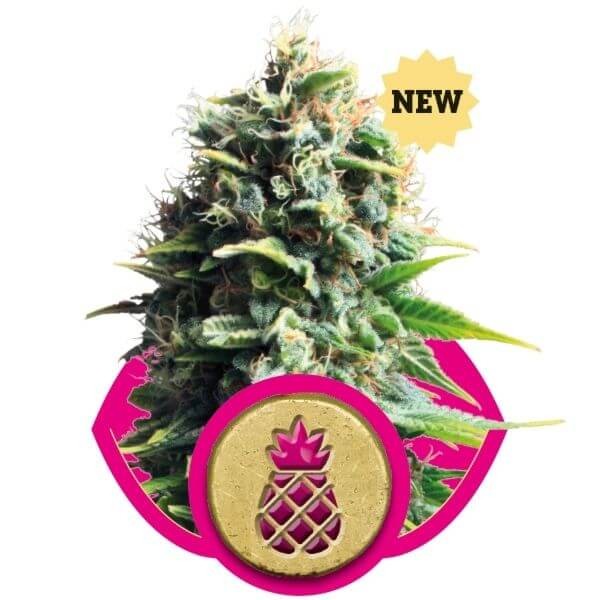 Pineapple Kush Feminized by Royal Queen Seeds