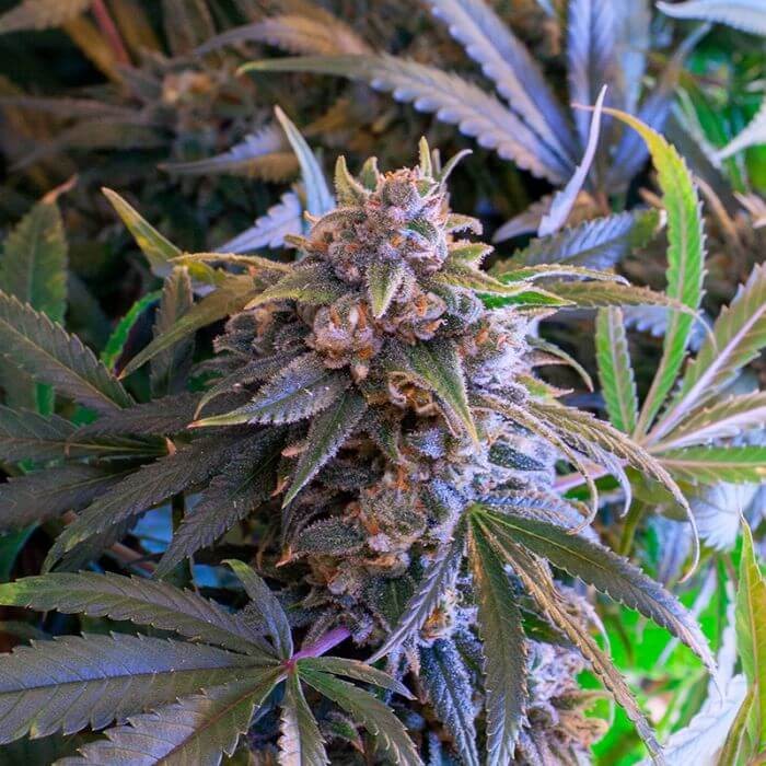 Pineapple Larry OG Feminized by BSF Seeds