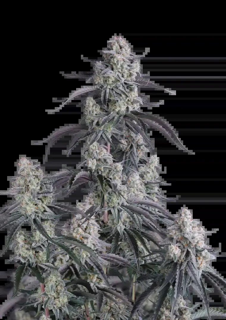 Pineapple OG Auto Autoflower by Fast Buds