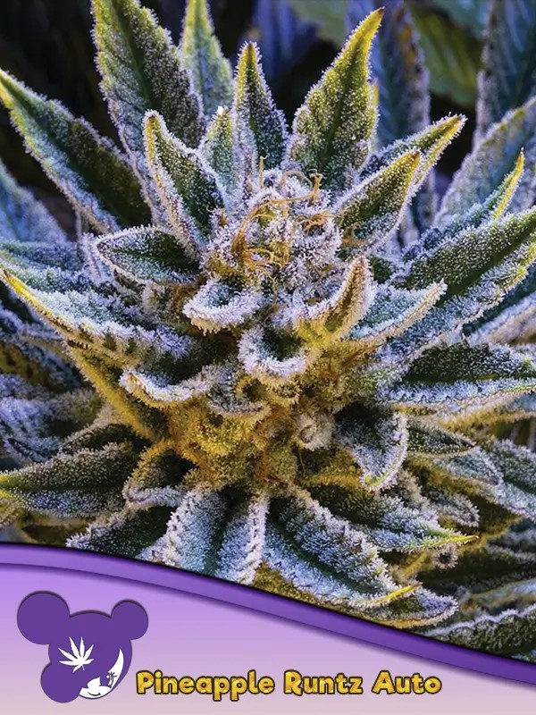 Pineapple Runtz Auto Autoflower by Anesia Seeds