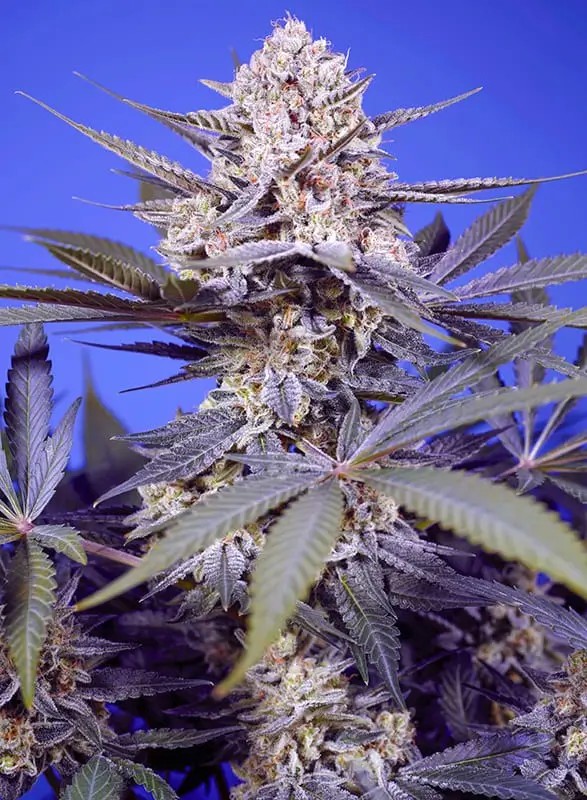 Pineapple Slush XL Auto Autoflower by Sweet Seeds