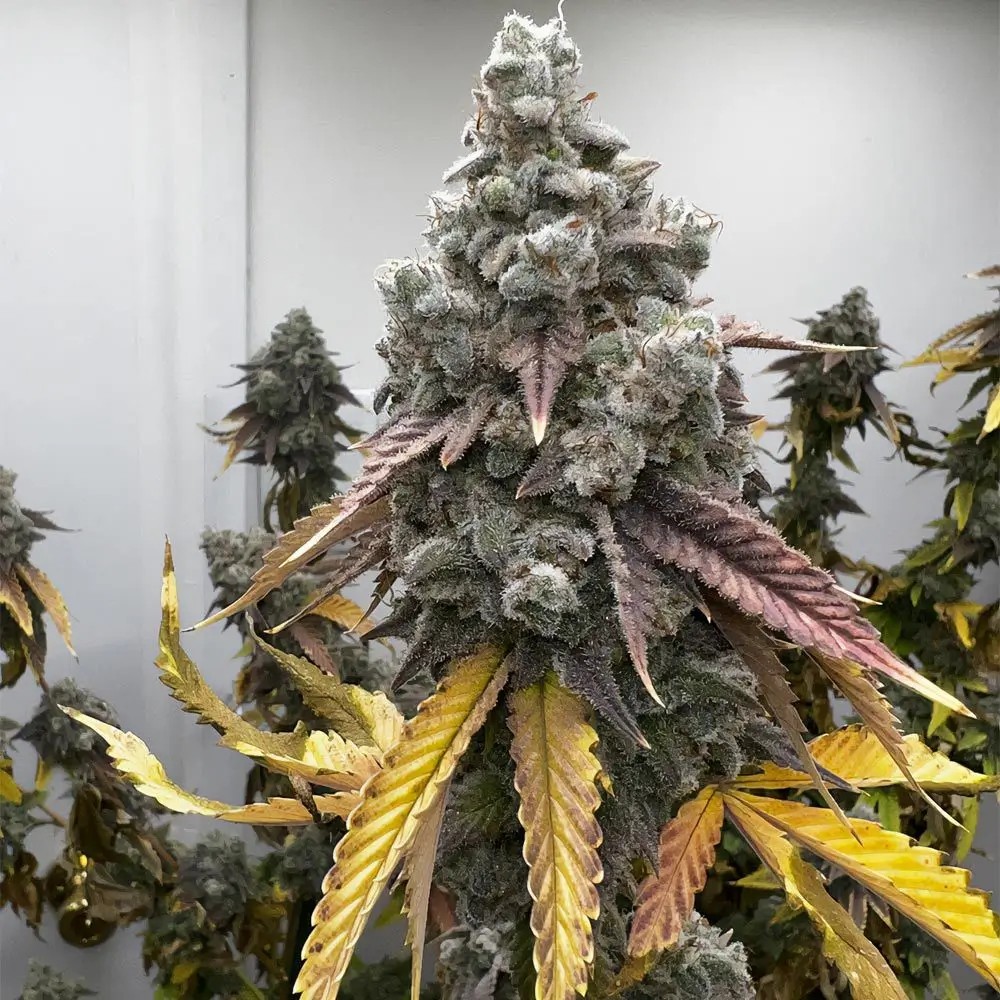 Pineapple Whip S1 Feminized by Mosca Seeds