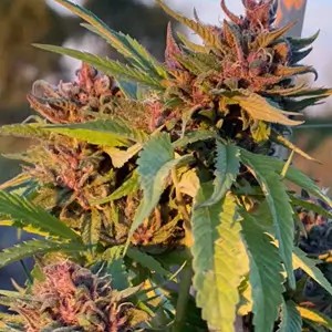 Pink Animal Crakers S1 Feminized by Mosca Seeds