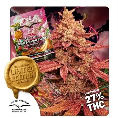 Pink Banana Runtz Feminized by Dutch Passion