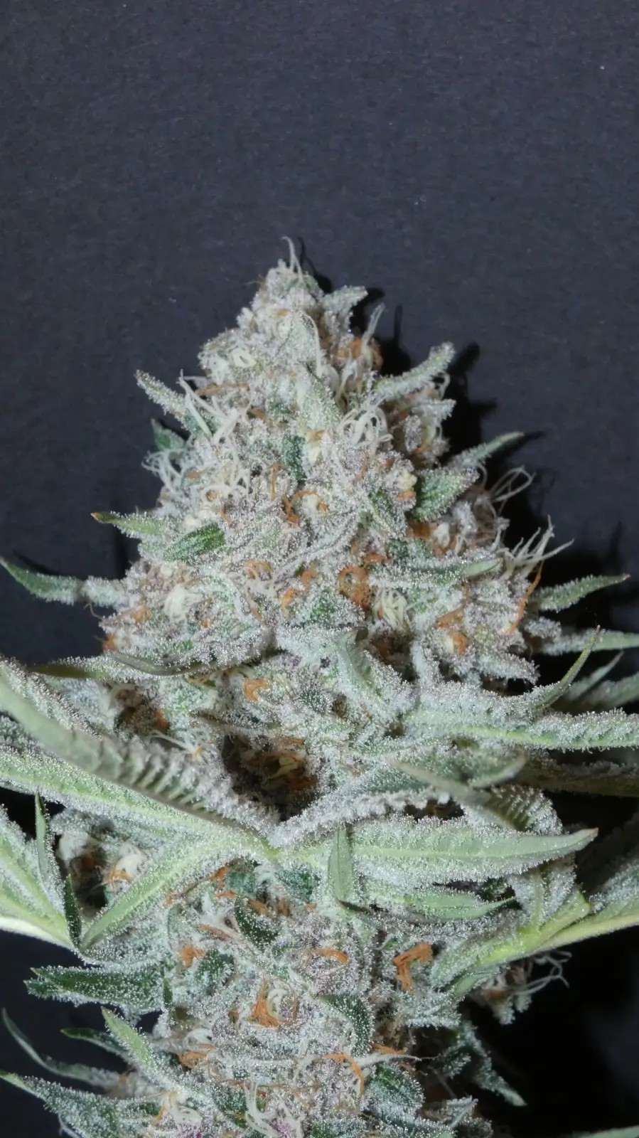 Pink Burguer Feminized by Bask Triangle Farms
