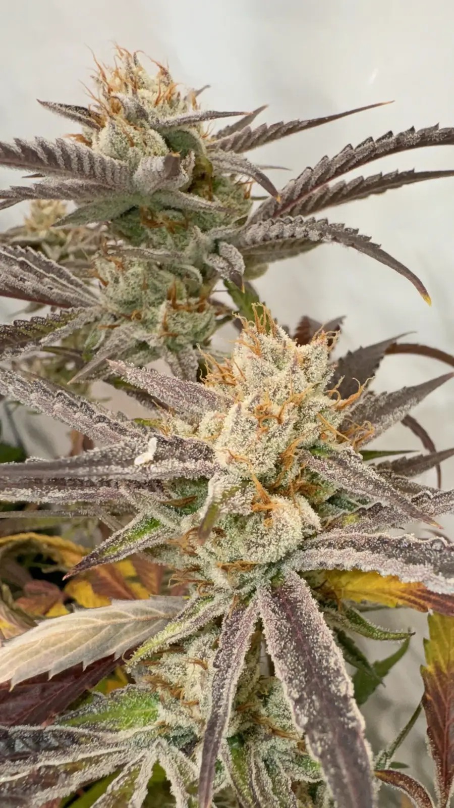 Pink Crumble Feminized by Karma Genetics