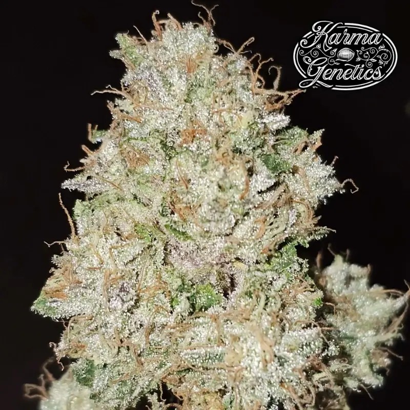 Pink Fritter Feminized by Karma Genetics
