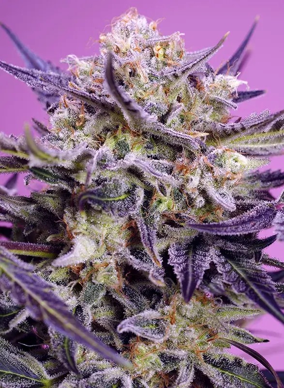 Pink Guava F1 Fast Version Feminized by Sweet Seeds