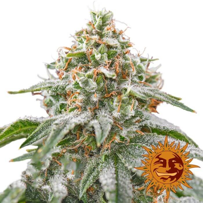 Pink Kush Feminized by Barneys Farm