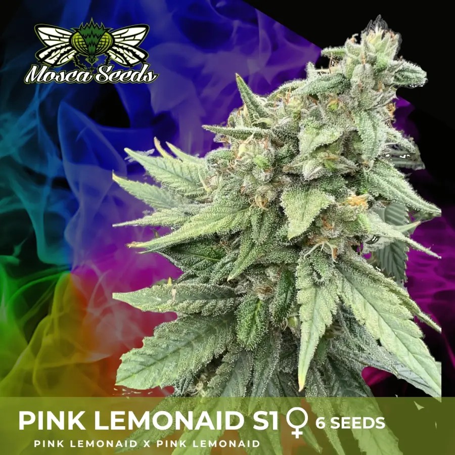 Pink LemonAid S1 Feminized by Mosca Seeds