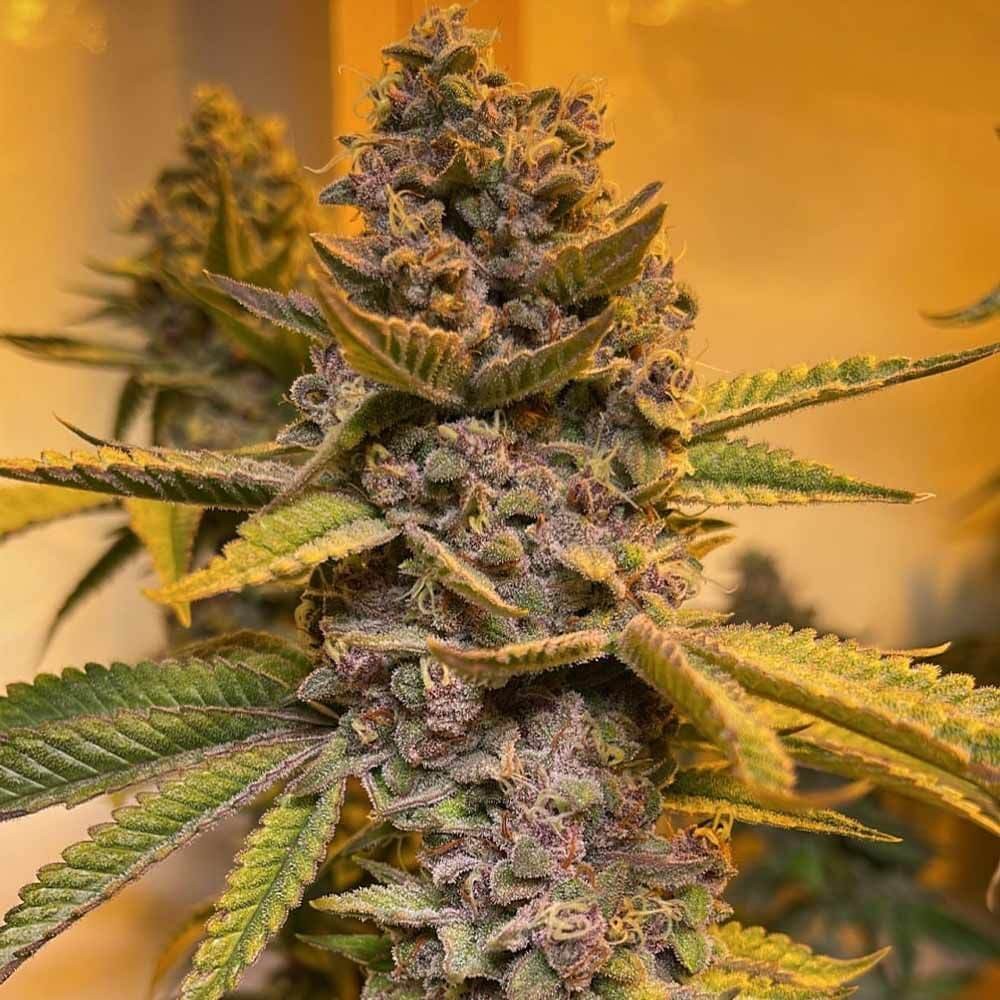 Pink Mintz Feminized by Conscious Genetics