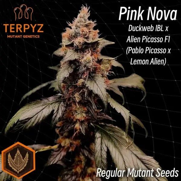 Pink Nova Duck Regular by TerpyZ Mutant Genetics