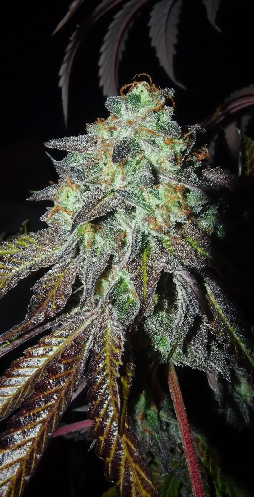 Pink Paletas Feminized by Karma Genetics