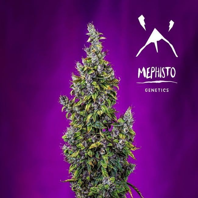 Pink Panama Auto Autoflower by Mephisto Genetics