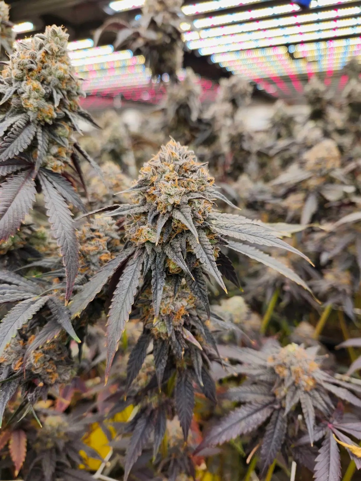Pink Payton Feminized by Karma Genetics