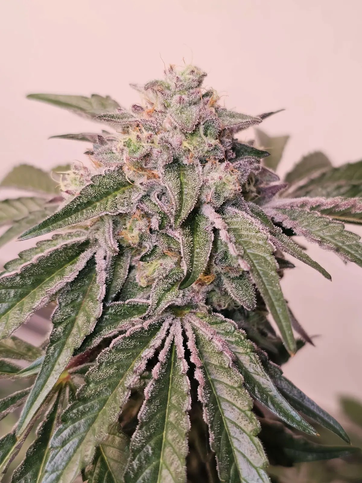 Pink Pie Feminized by Karma Genetics