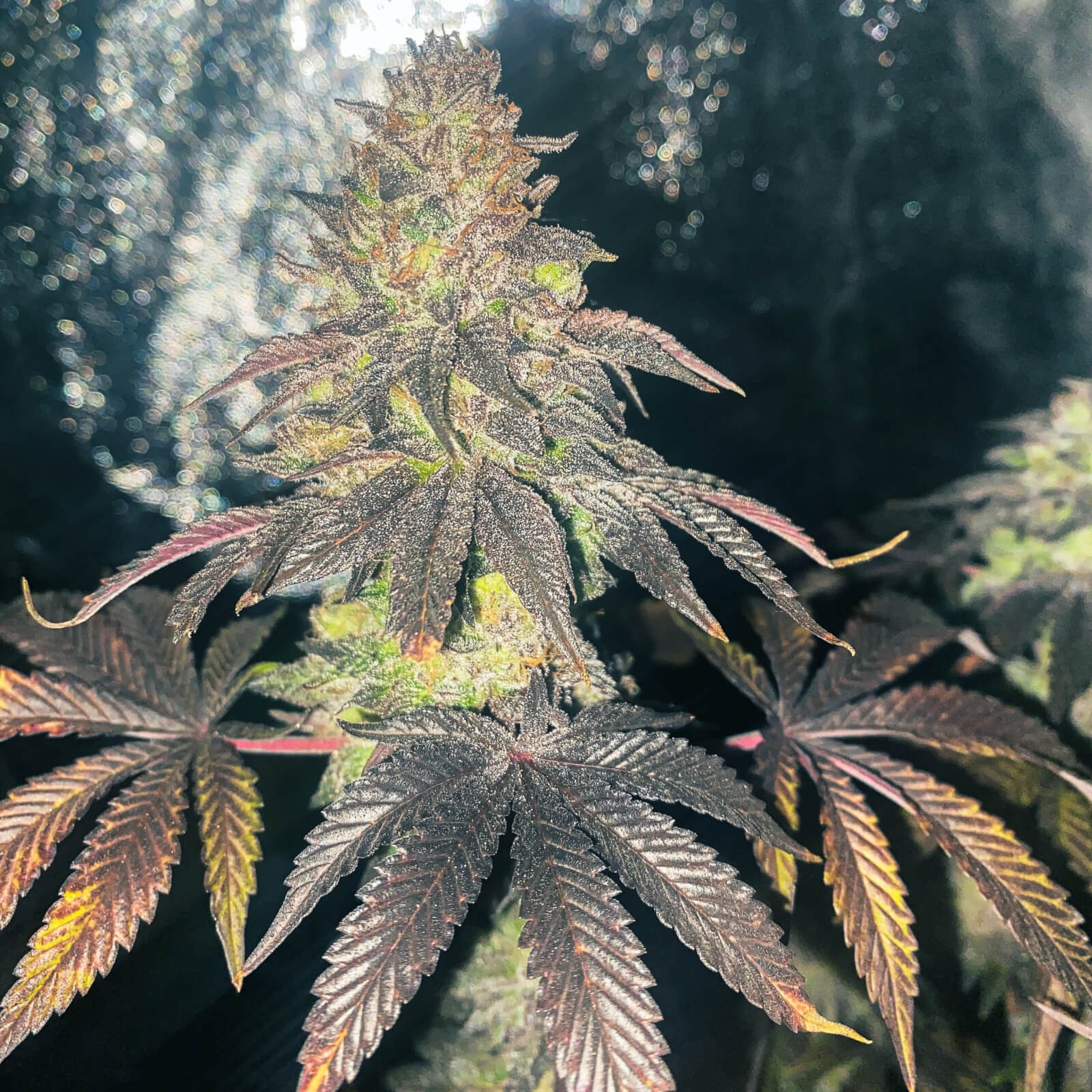 Pink Pound Cake Feminized by Universally Seeded