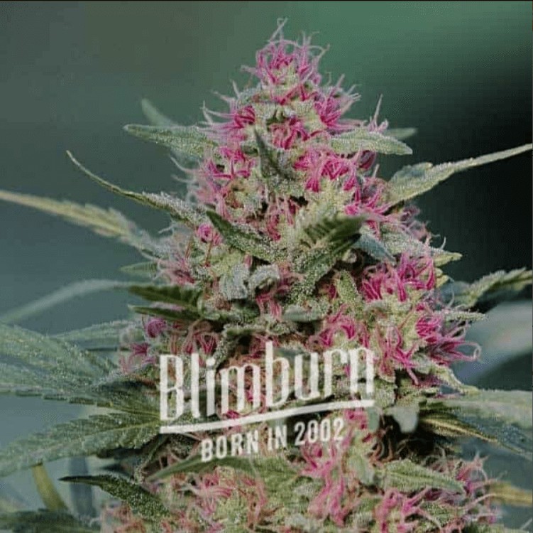 Pink Rozay Feminized by Blimburn Seeds
