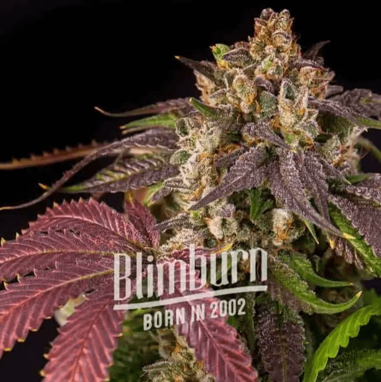 Pink Runtz Auto Autoflower by Blimburn Seeds