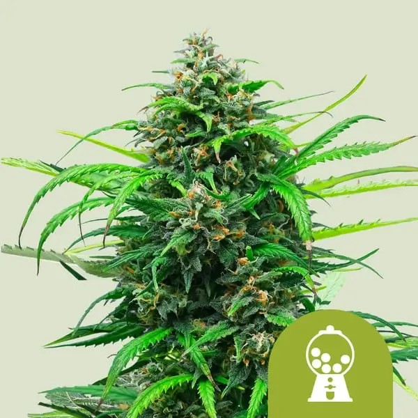 Pink Runtz Auto Autoflower by Royal Queen Seeds