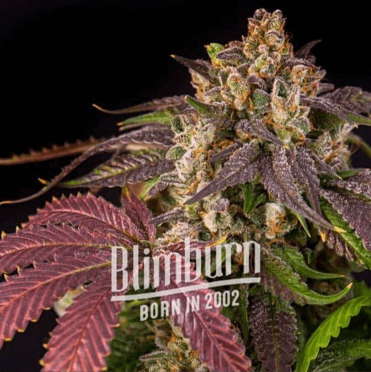 Pink Runtz Feminized by Blimburn Seeds