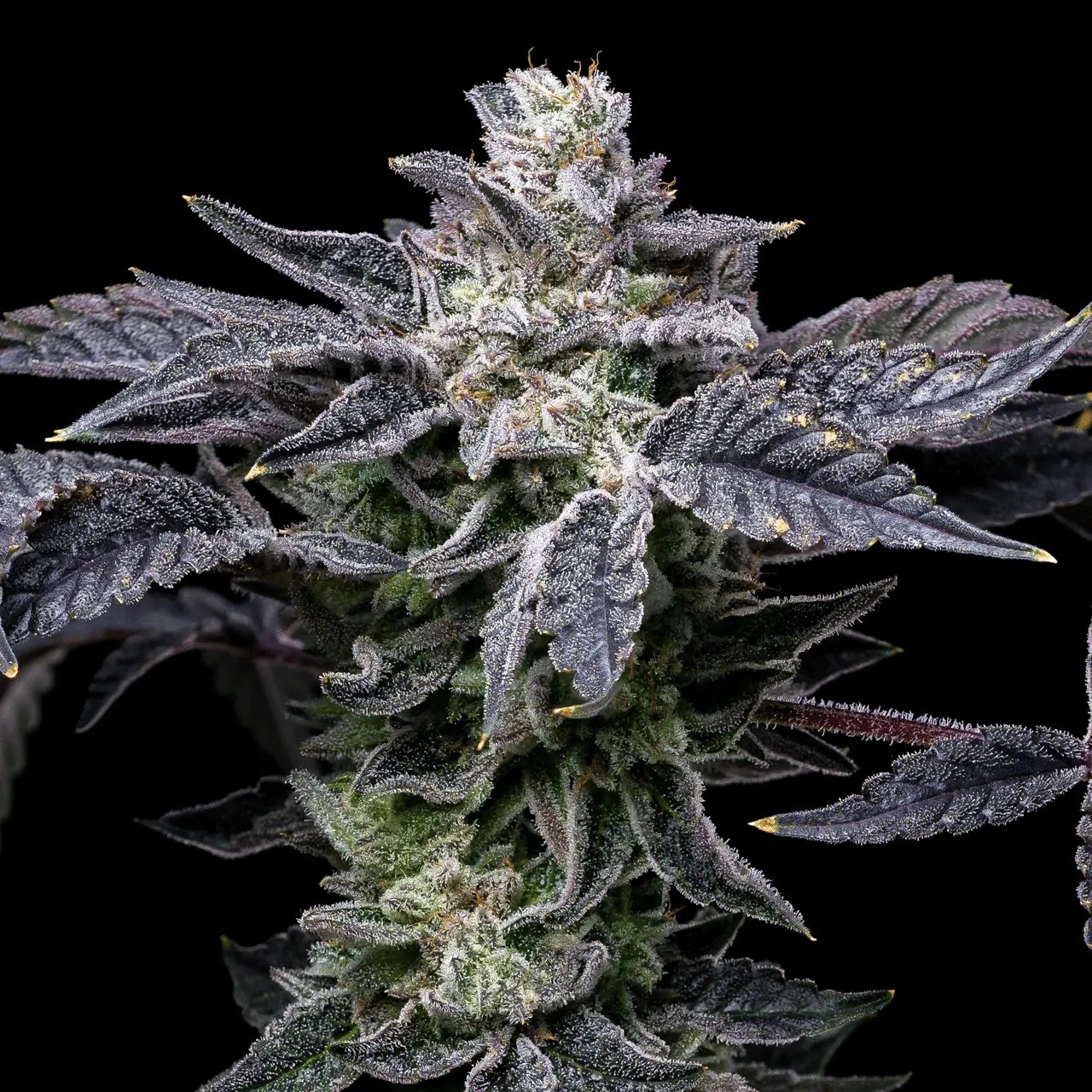 Pink Runtz x Hollywood Feminized by Cookies Seed Bank