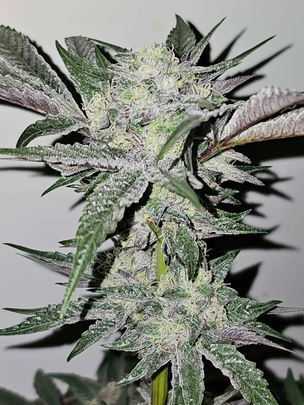 Pink Sherb Feminized by Karma Genetics