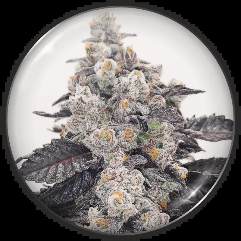 Pink Sherbert Feminized by Medical Seeds