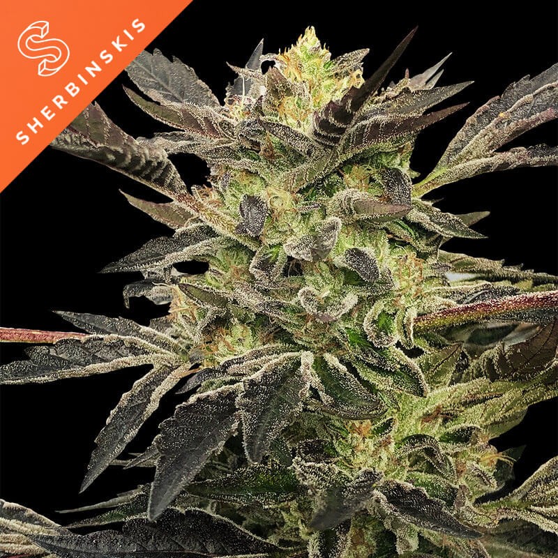 Pink Sunset Auto by Sherbinskis Autoflower by Silent Seeds