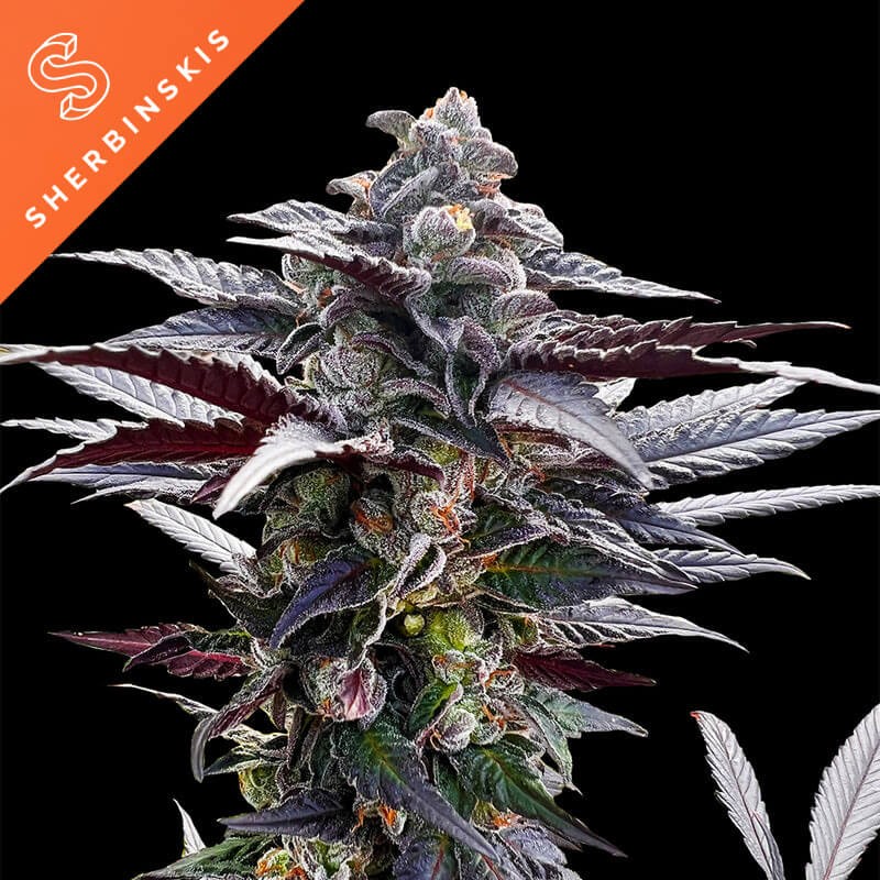 Pink Sunset by Sherbinskis Feminized by Silent Seeds