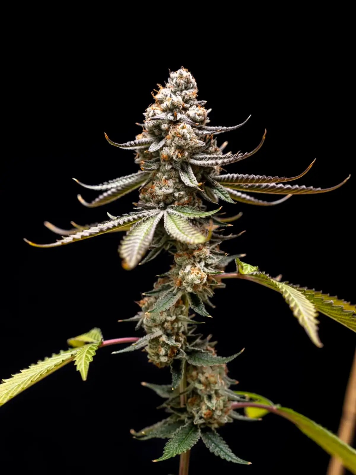Pink Truffle by World Breeders