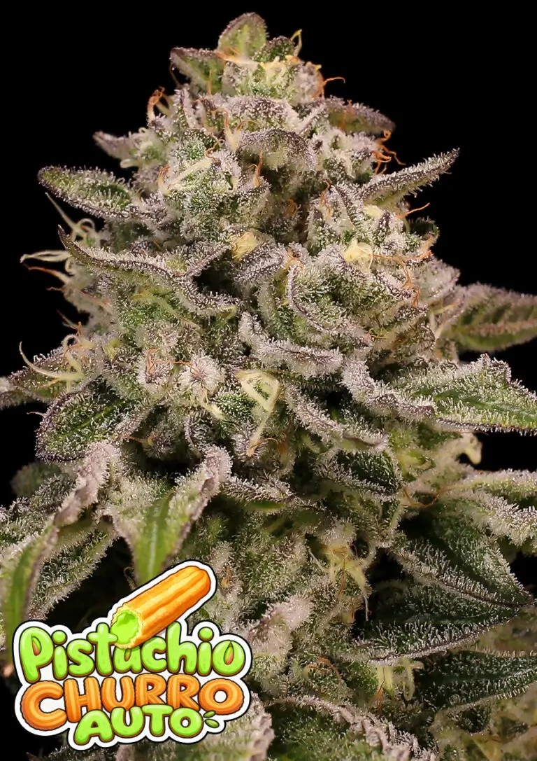 Pistachio Churro Auto Autoflower by Anesia Seeds