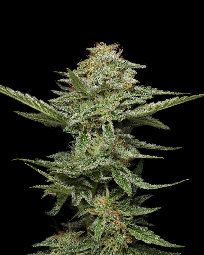 Pistachio Feminized by Humboldt Seed Company