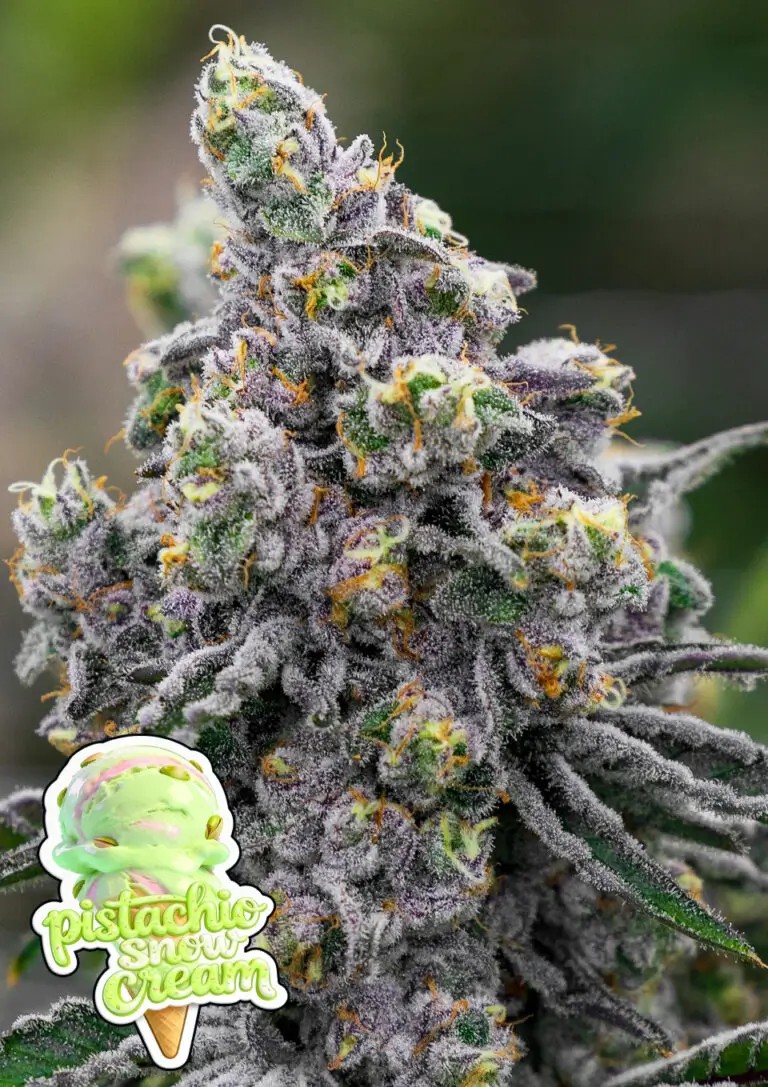 Pistachio Snow Cream Feminized by Anesia Seeds