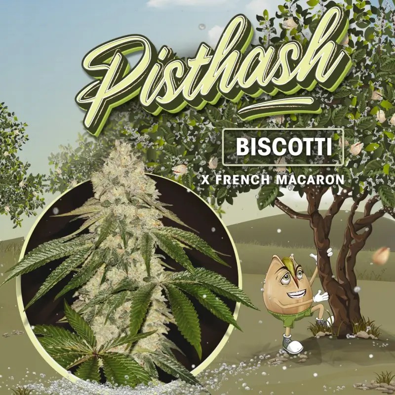 Pisthash Feminized by T.H. Seeds