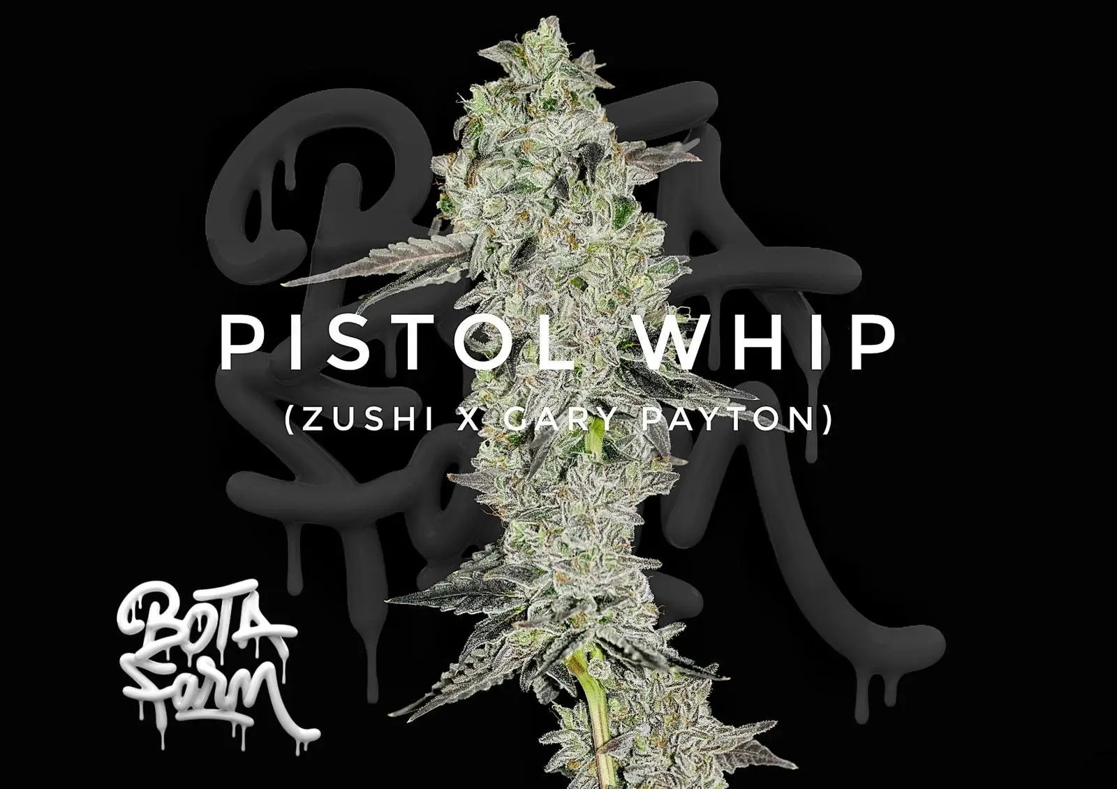 Pistol Whip Feminized by Botafarm Genetics