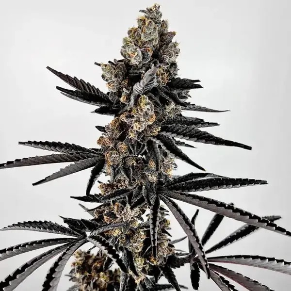 Planet Sherb Feminized by Exotic Genetix