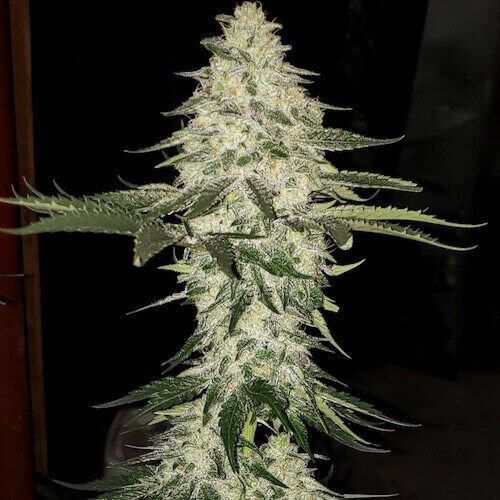 Planet of the Grapes Auto Autoflower by Ethos Genetics