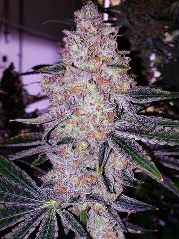 Planet of the Grapes Rbx Feminized by Ethos Genetics