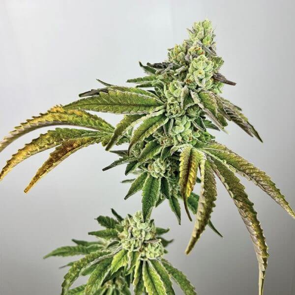 Plasma Gas Feminized by Exotic Genetix