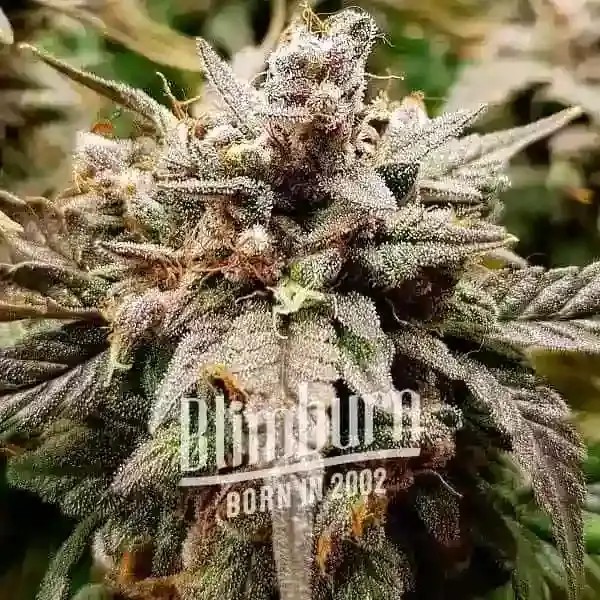 Platinum Bubba Feminized by Blimburn Seeds