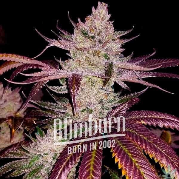 Platinum Cookies Feminized by Blimburn Seeds