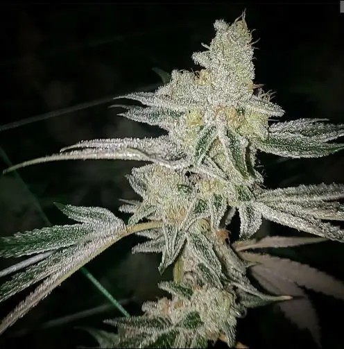 Platinum Dosi Feminized by In House Genetics