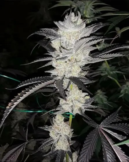 Platinum Garlic Feminized by In House Genetics