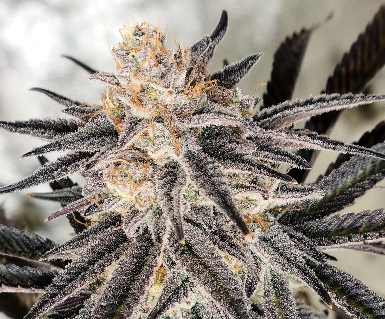 Platinum Gorilla Feminized by In House Genetics