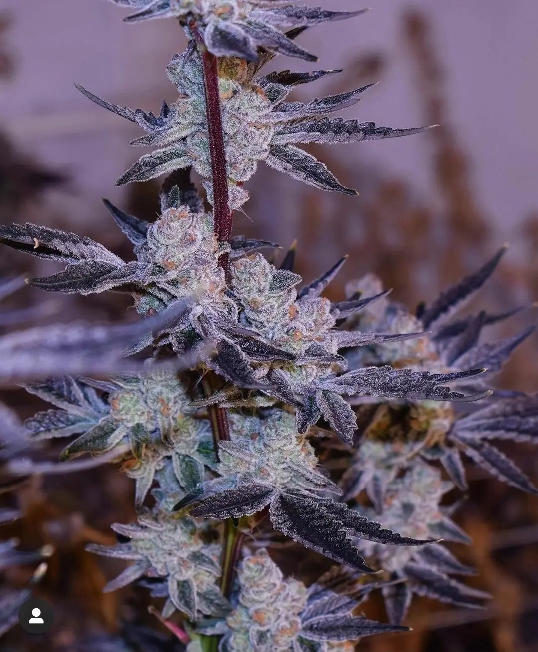 Platinum Jelly Feminized by In House Genetics