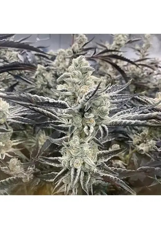 Platinum Kush Breath Remix Feminized by In House Genetics