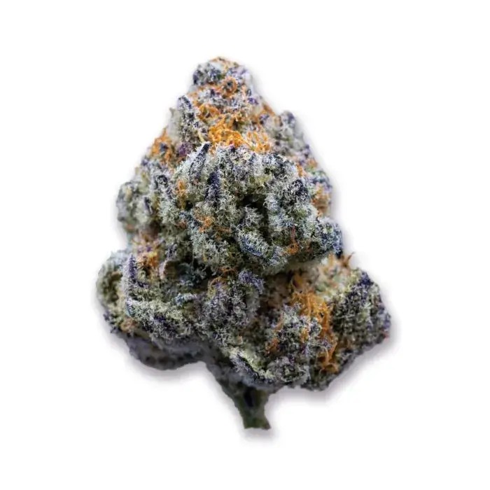 Platinum Mimosa Cookies Fast Version Feminized by Growers Choice